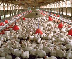 Chickens
